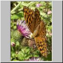 Argynnis paphia - Kaisermantel w05.jpg